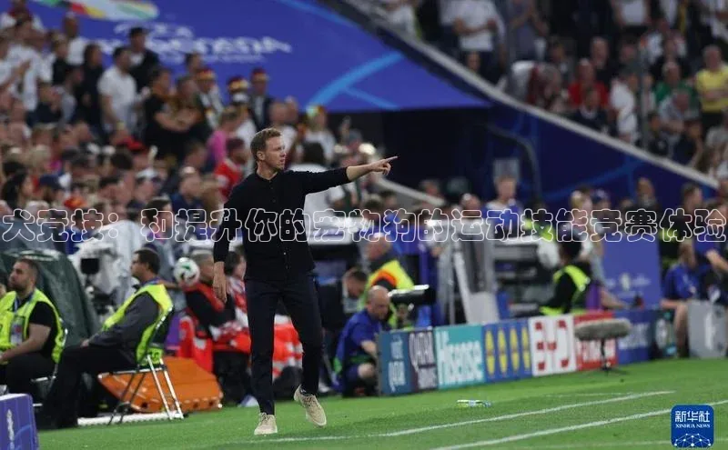 犬竞技：和提升你的宠物狗的运动技能竞赛体验